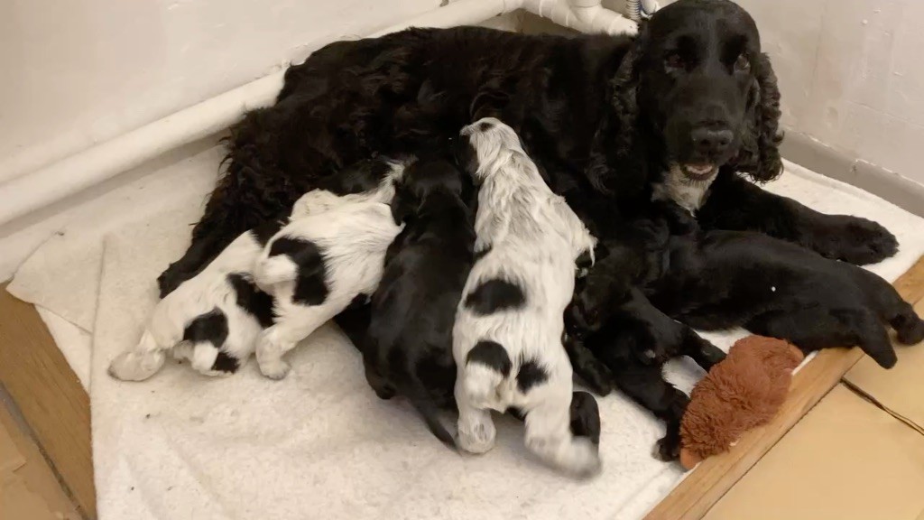 chiot Cocker Spaniel Anglais Du Mas Du Castellas